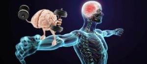 What is muscle memory and how does it help regain muscle mass after losing it?