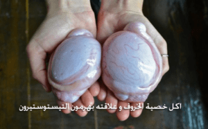أكل خصية الخروف و علاقته بهرمون التستوستيرون