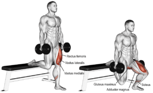 تمارين حصة الأرجل استهداف الفاستس لاتيرال vastus lateralis (الجانب الخارجي لعضلة الفخد) - صورة 3