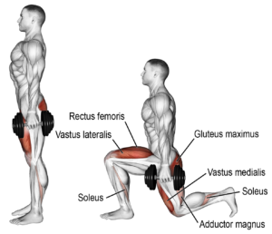 تمارين حصة الأرجل استهداف الفاستس لاتيرال vastus lateralis (الجانب الخارجي لعضلة الفخد) - صورة 2